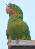 maracana-guacu bird - a member of the parrot family