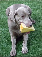 Fred Weimaraner from Ipanema