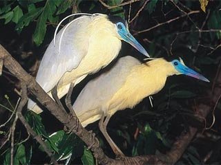 View of Pantanal