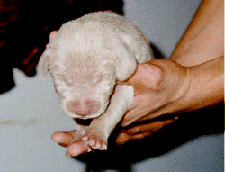 Fred Jr - aka Snoopy