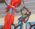 Photo Tour of Feira do Nordeste in Sao Cristovao