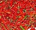 Photo Tour of Feira do Nordeste in Sao Cristovao